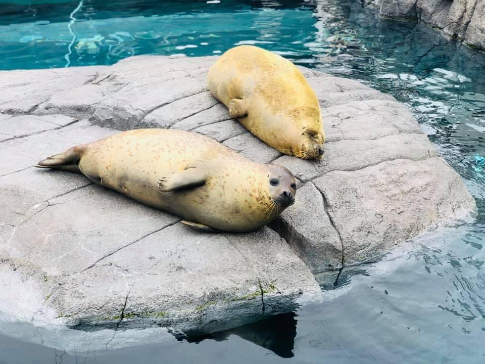 円山動物園特別制服贈呈式